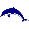 dolphin