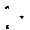 Small elephants