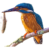kingfisher eisvogel