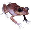 grenouille grenouille