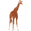 giraffe