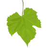 Maple leaf