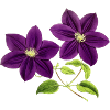 Lila Blumen