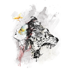 METAMORPHOSIS