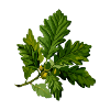 branch