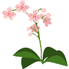 orchidée