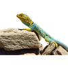gecko lizard real lizard