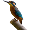 bird kingfisher woodpecker woodpecker