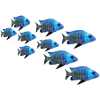 grouper perch fish