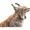 linx luchs cat cat