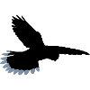 Oiseau