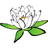 Lotus flower