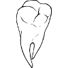 tooth