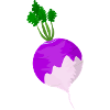 turnip