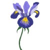 iris fleur