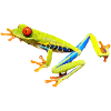 red eye frog frog