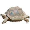 turtle schilkroete