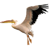 pelican pelicanbird bird1