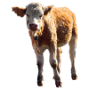 cow cow calf calf beef