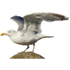 seagull gull moewe2