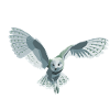 barn owl
