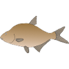 bream
