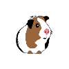 Guinea pig