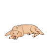 Golden retriever lazy
