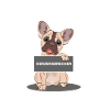 Französische Bulldogge
