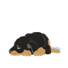 cadeau rottweiler