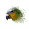 parrot