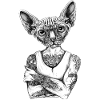 Sphynx Cat