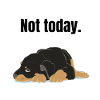 cadeau rottweiler paresseux