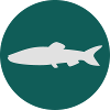 Fisch
