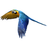 parrot parrot bird bird2