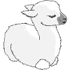 Baby llama