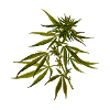 Cannabis