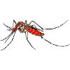 mosquito