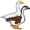 geese