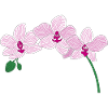 orchidée rose fleur