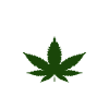 marijuana