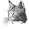 cat