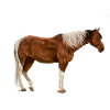Pferde Pferd