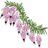 pink heather