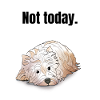 West Highland White Terrier