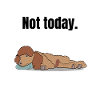 Poodle lazy tired dog gift
