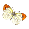 papillon