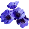 blue flowers