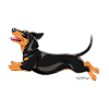 Dachshund Smooth 3