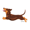Dachshund Smooth 2